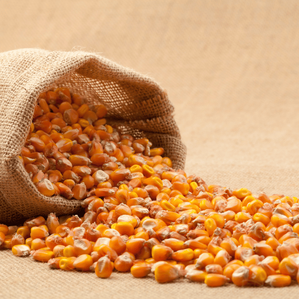 pro_32c_Maize-grains.png